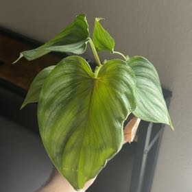 Photo of the plant species Pastazanum X Plowmanii Philodendron by @DoyenneDamsii named Gomez on Greg, the plant care app
