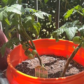 Photo of the plant species Husky Cherry Red Tomato by @DoyenneDamsii named Girlfrond on Greg, the plant care app