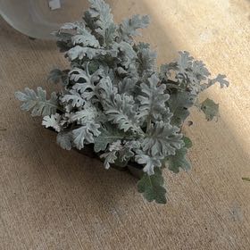 Photo of the plant species Dusty Miller by @DoyenneDamsii named Rihanna on Greg, the plant care app