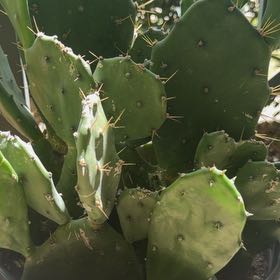 Photo of the plant species Erect Prickly Pear by @DoyenneDamsii named Curie on Greg, the plant care app