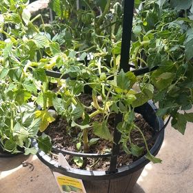 Photo of the plant species Tomatillo 'Super Verde' by @DoyenneDamsii named Spike Leaves on Greg, the plant care app