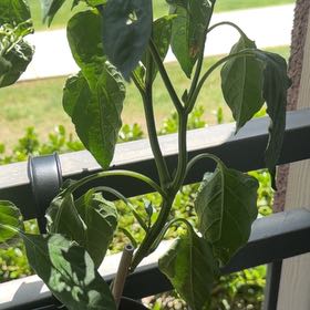 Photo of the plant species Poblano Pepper by @DoyenneDamsii named Queen on Greg, the plant care app
