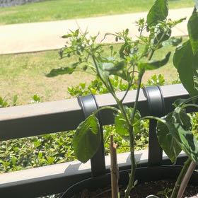 Photo of the plant species Sweet Pepper 'Shishito' by @DoyenneDamsii named Peter Parker on Greg, the plant care app