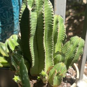 Photo of the plant species Canary Island Spurge by @DoyenneDamsii named Oscar on Greg, the plant care app