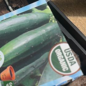 Photo of the plant species Green Onion by @DoyenneDamsii named Michelle Branch on Greg, the plant care app