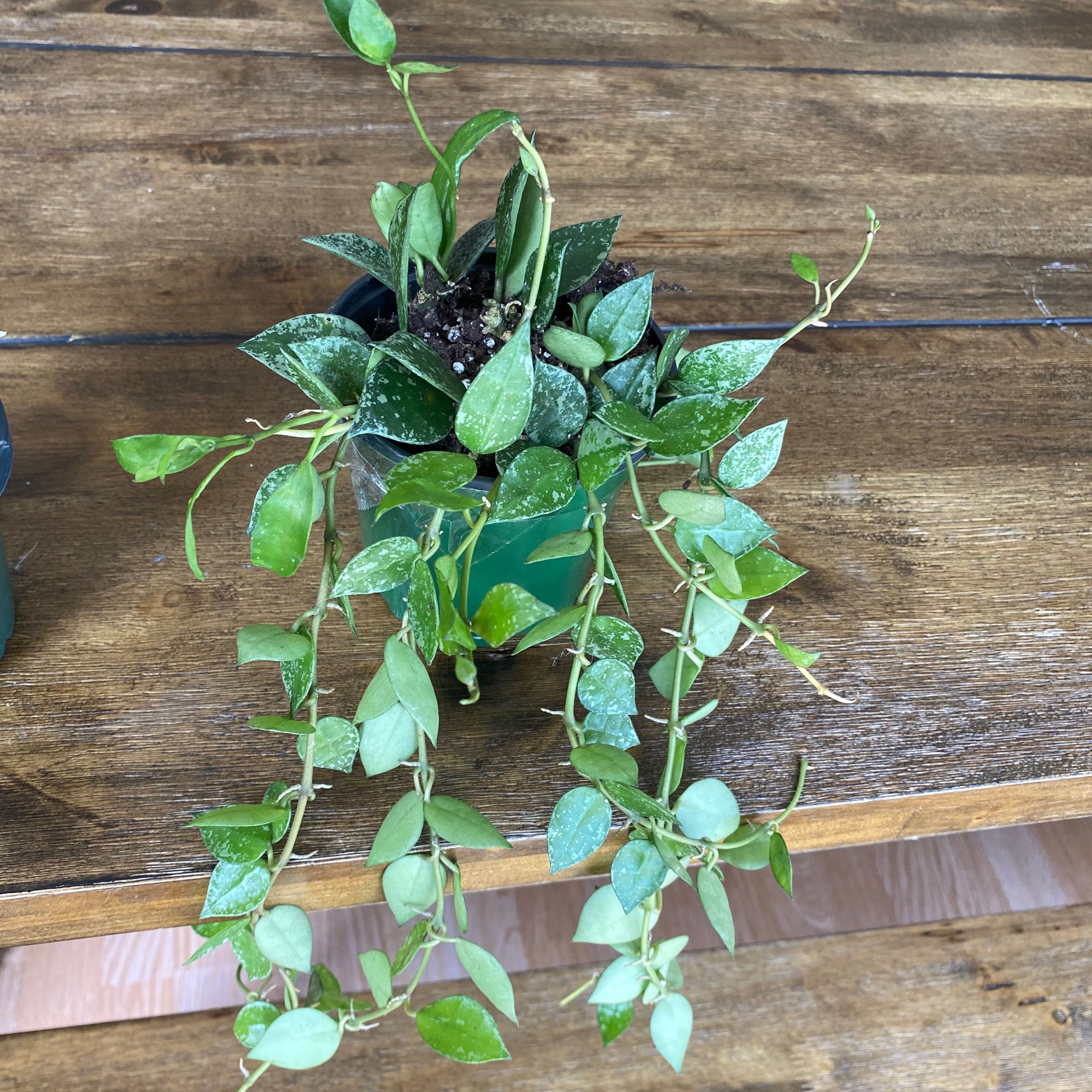 Hoya krohniana plant in a pot with green leaves and trailing vines on a wooden surface.