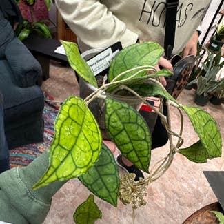 Hoya finlaysonii plant in Richmond, Michigan