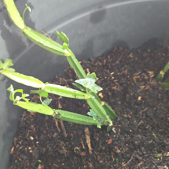 Photo of the plant species Adamant Creeper by @LadyIvy20 named Zion on Greg, the plant care app