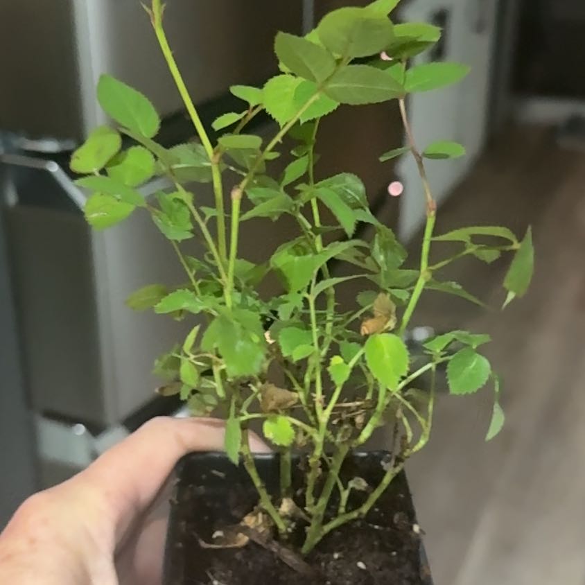 Photo of the plant species Miniature Rose by @YesSagopalm85 named Navajo on Greg, the plant care app