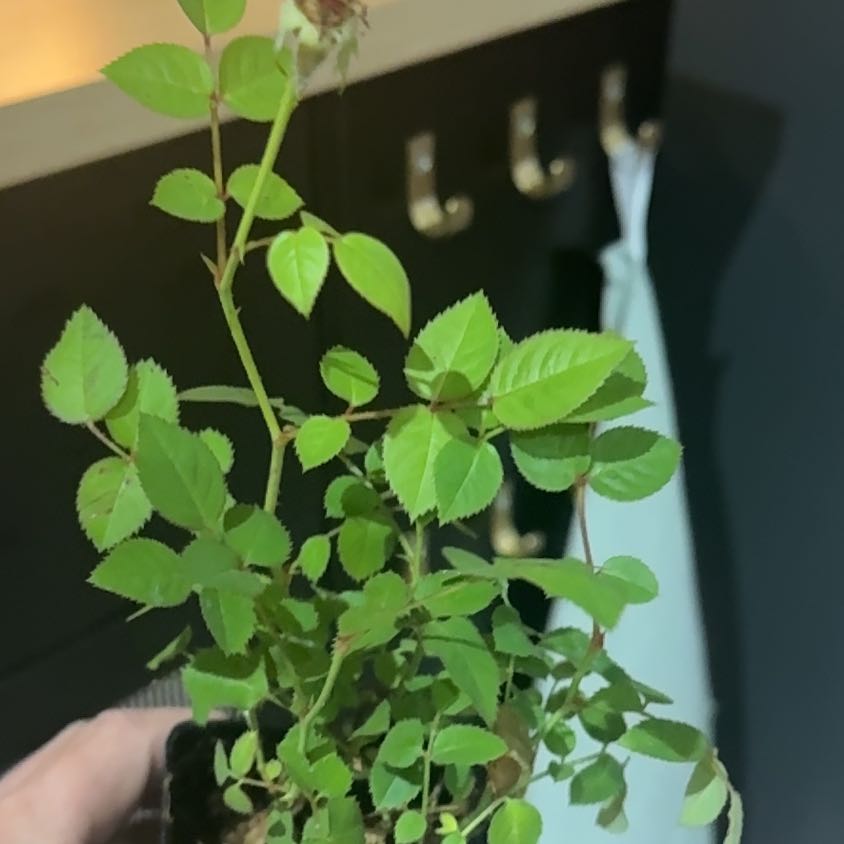Photo of the plant species Miniature Rose by @YesSagopalm85 named Sproutacus on Greg, the plant care app