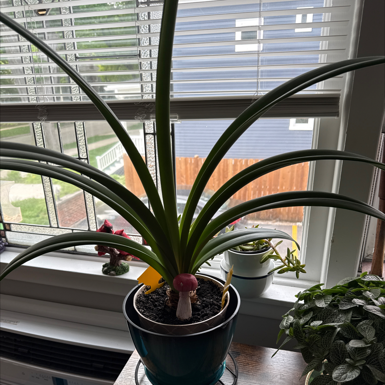 Photo of the plant species Wax Amaryllis by @PioneerIvy43 named Fernie Saunders on Greg, the plant care app