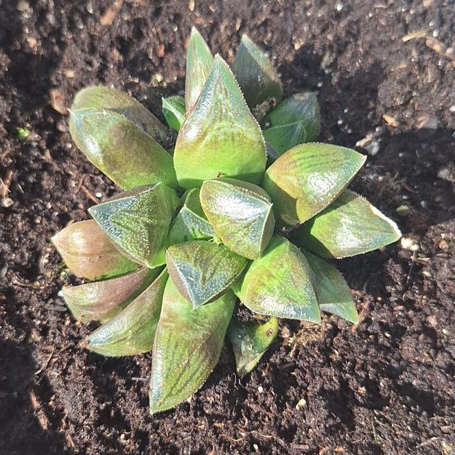 Photo of the plant species Asst Succulent by @WarmJicaro59 named Willow on Greg, the plant care app