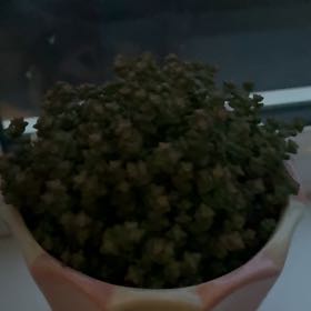Photo of the plant species Tom Thumb by @ProBearcorn30 named Walt on Greg, the plant care app