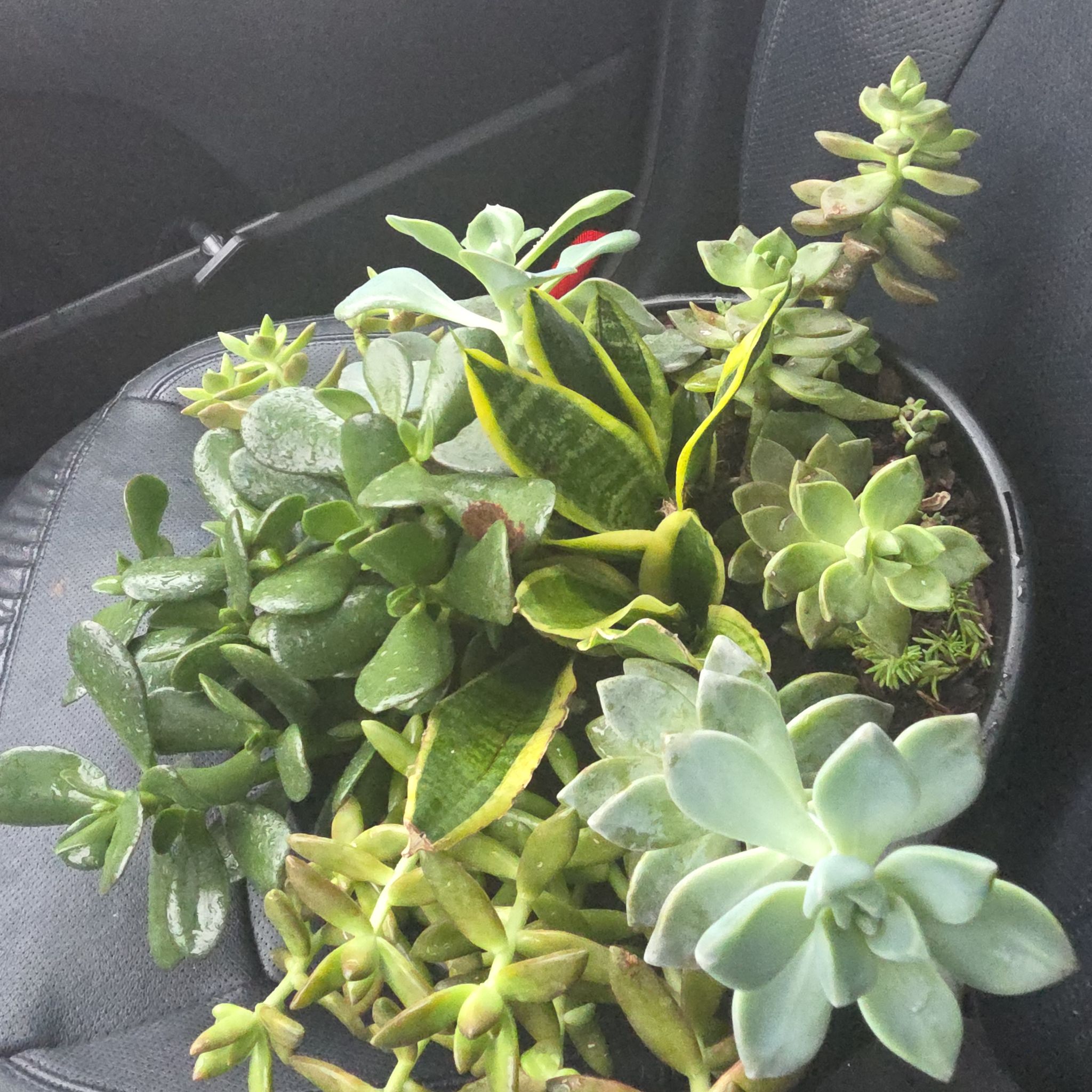 Photo of the plant species Variety Succulents by @HeroicJicaro9 named Messi on Greg, the plant care app