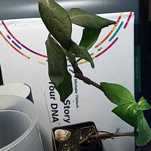 Photo of the plant species honey suckle by @WarmBeech38 named Shakira on Greg, the plant care app