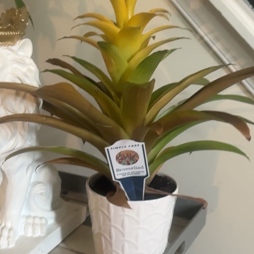 Photo of the plant species Bromeliad by @NiftyRimu39 named Harry on Greg, the plant care app