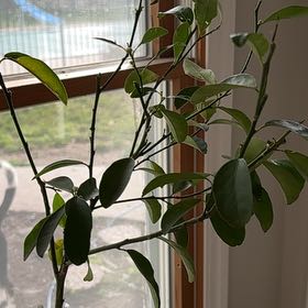 Photo of the plant species Limequat by @TenderBeech16 named Naomi on Greg, the plant care app