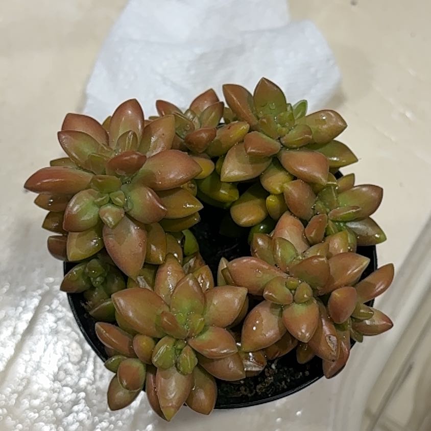 Photo of the plant species Sedum adolphi 'Gold Dust' by @LadyBloodleaf69 named Planty on Greg, the plant care app