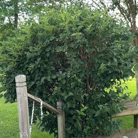 Photo of the plant species Mock Orange by @PharmMomma named Peter Parker on Greg, the plant care app