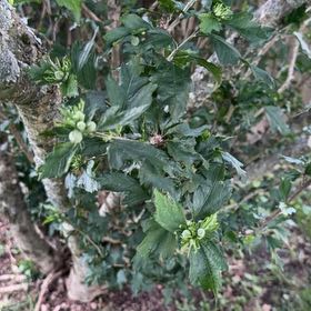 Photo of the plant species Rose Of Sharon by @PharmMomma named Sonora on Greg, the plant care app