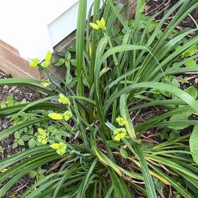 Photo of the plant species Yellow Daylily by @PharmMomma named Orlando Bloom on Greg, the plant care app