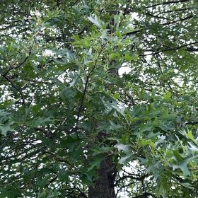 Photo of the plant species Pin Oak by @PharmMomma named Sherlock on Greg, the plant care app