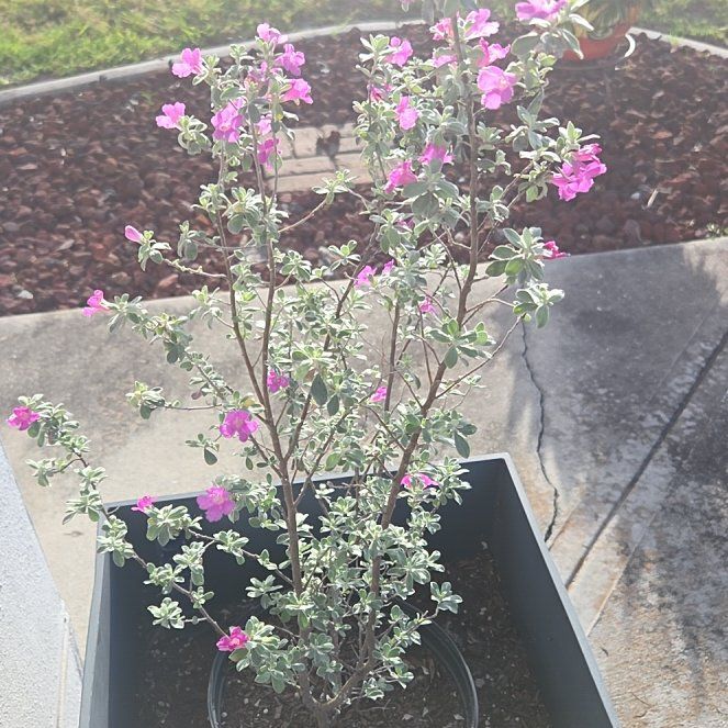 Photo of the plant species Cenicilla by @PiquantCamelina named Eva on Greg, the plant care app
