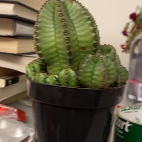 Photo of the plant species Succulent by @PromptTawapou59 named Nemo on Greg, the plant care app