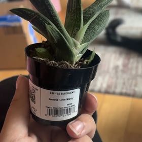 Photo of the plant species Gasteria 'Little Warty' by @PotentOrpine32 named Willow on Greg, the plant care app