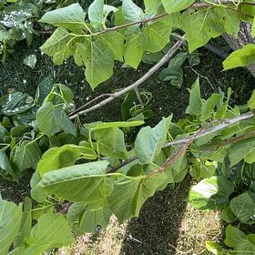 Photo of the plant species American Basswood by @CrispCowvine4 named Dolores on Greg, the plant care app