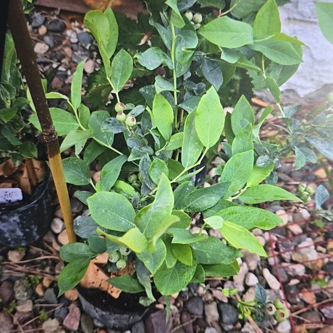 Photo of the plant species Early Lowbush Blueberry by @SoulfullyJade80 named Muhammad Ali on Greg, the plant care app