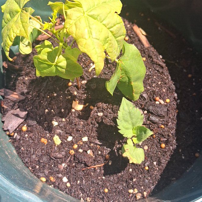 Photo of the plant species Common Bean by @OverjoyedMira59 named Duke on Greg, the plant care app