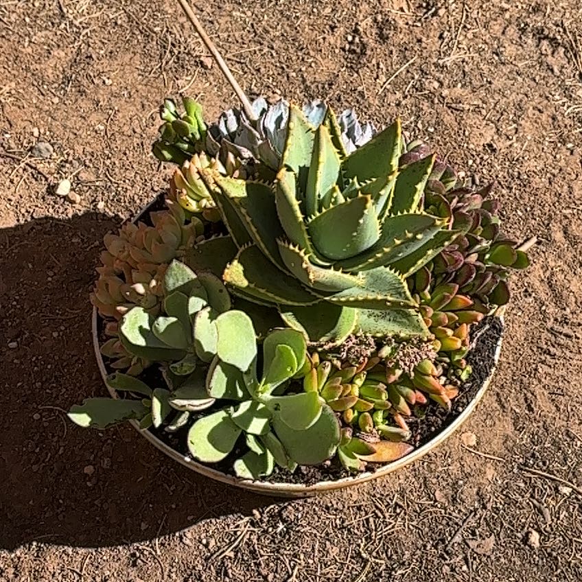 Photo of the plant species Agave Shawii by @FormallyBroom73 named Shakira on Greg, the plant care app