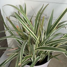 Photo of the plant species Tasman Flax-Lily by @NoblyGuasca68 named Demi on Greg, the plant care app