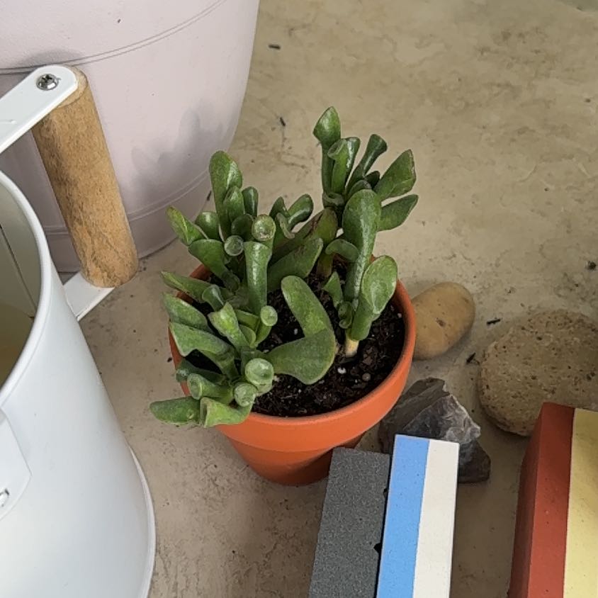 Photo of the plant species Crassula 'Ogre Ears' by @NoblyGuasca68 named Peter Parker on Greg, the plant care app