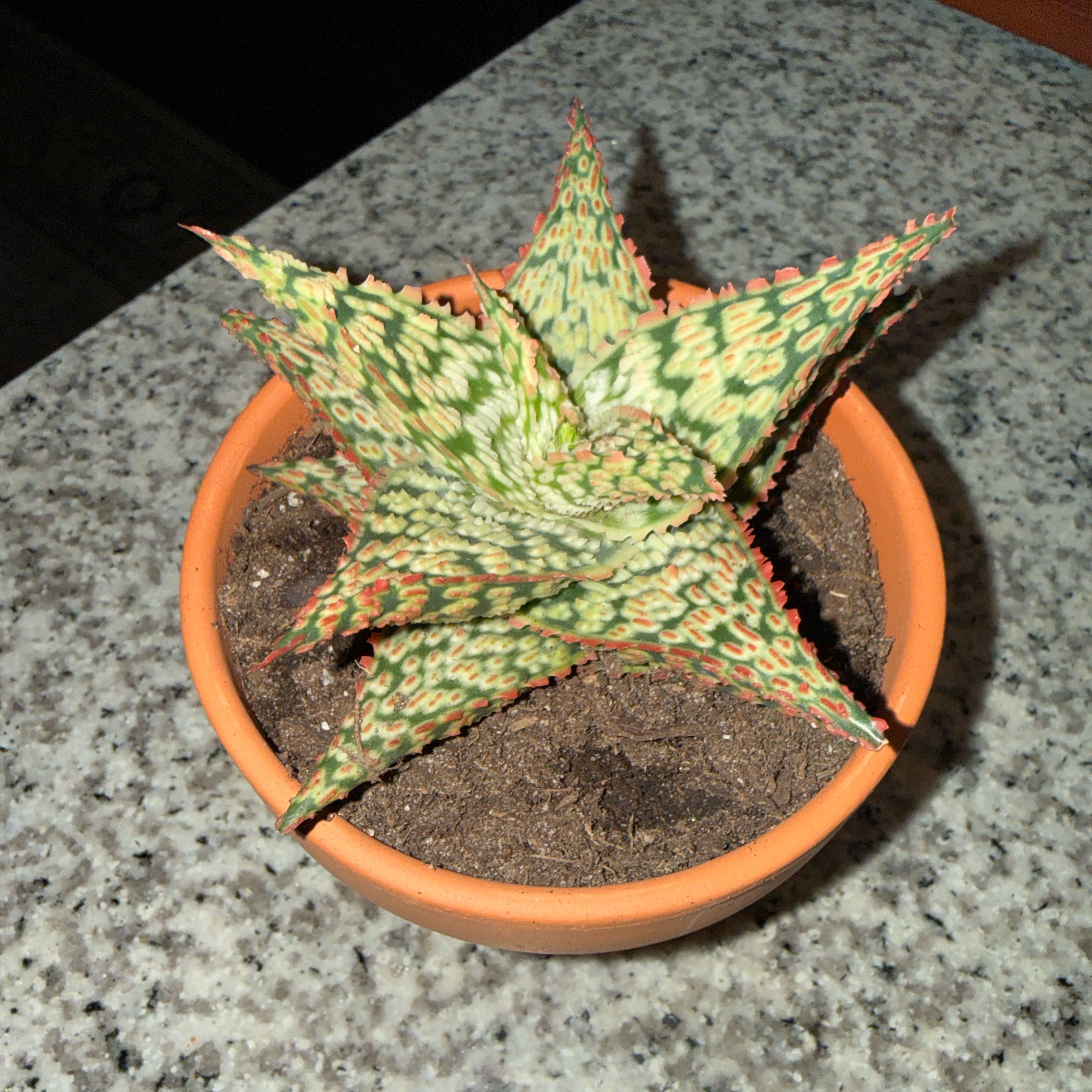Photo of the plant species Firecracker by @NoblyGuasca68 named Katy Perry on Greg, the plant care app