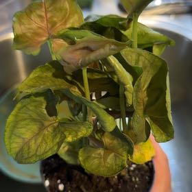 Photo of the plant species Syngonium 'Maria Allusion' by @RadMullein92 named Messi on Greg, the plant care app
