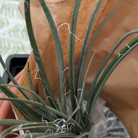 Photo of the plant species Red Yucca by @CaringEndive32 named Treeyoncé on Greg, the plant care app