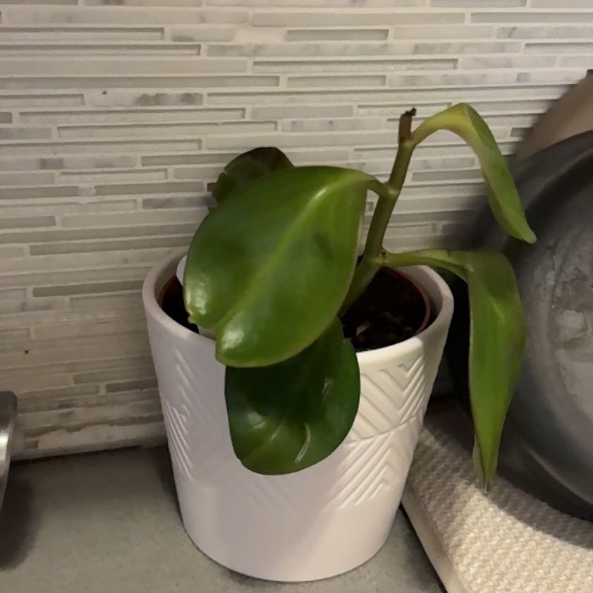 Photo of the plant species Peperomia clusiifolia 'Red Margin' by @YeahAster61 named Remington on Greg, the plant care app