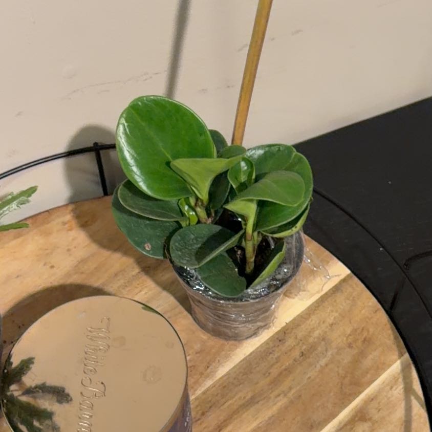 Photo of the plant species Lemon Lime Peperomia by @SirAnise54 named Dolores on Greg, the plant care app