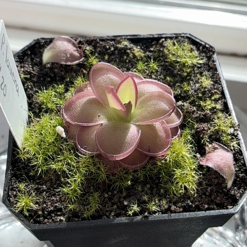 Photo of the plant species butterwort by @ManlyMoonglow74 named Kesha on Greg, the plant care app