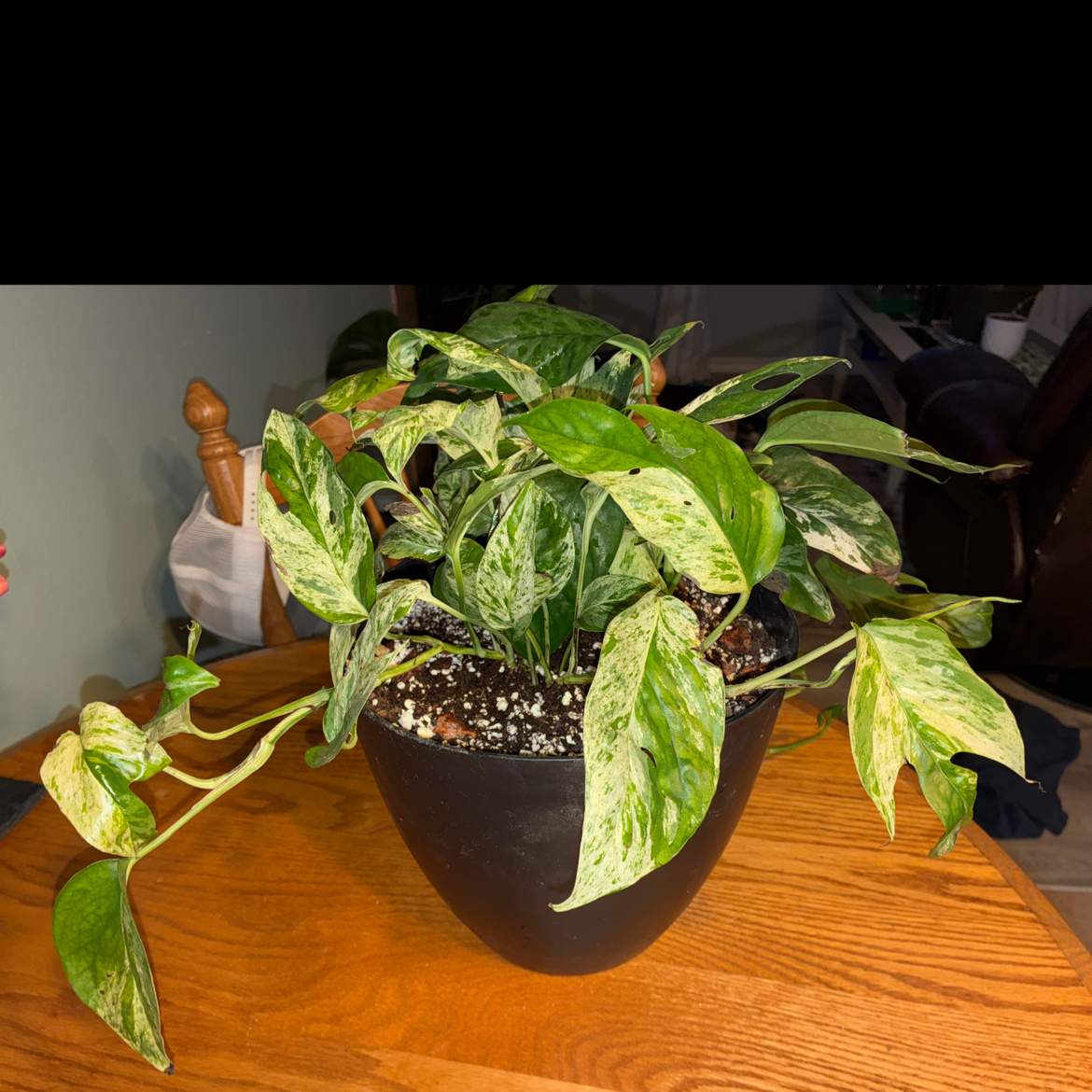 Photo of the plant species Epipremnum 'Split Leaf Glacier' by @ManlyMoonglow74 named Homer on Greg, the plant care app