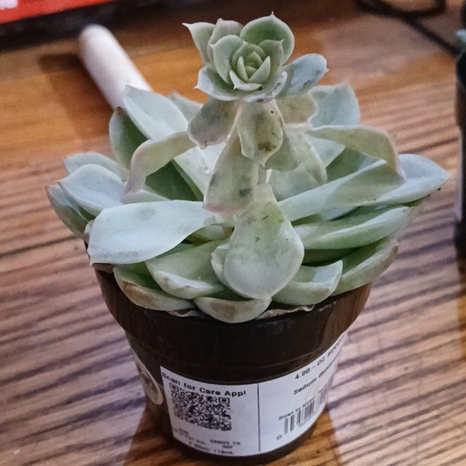 Photo of the plant species Tree Stonecrop by @HotLithops22 named Orlando Bloom on Greg, the plant care app