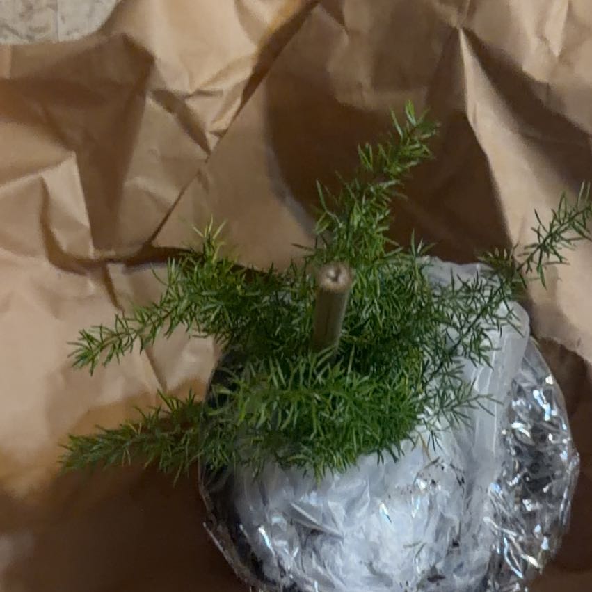 Photo of the plant species Variegated Foxtail Fern by @RadRimu48 named Messi on Greg, the plant care app
