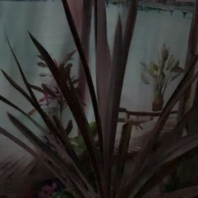 Photo of the plant species New Zealand Flax by @BeefyJavafern12 named Nemo on Greg, the plant care app