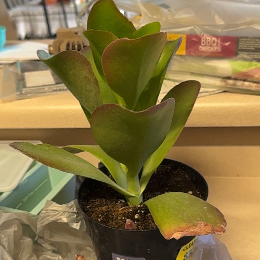 Photo of the plant species Kalanchoe 'Dragonfire' by @ProMangeao91 named Beckham on Greg, the plant care app