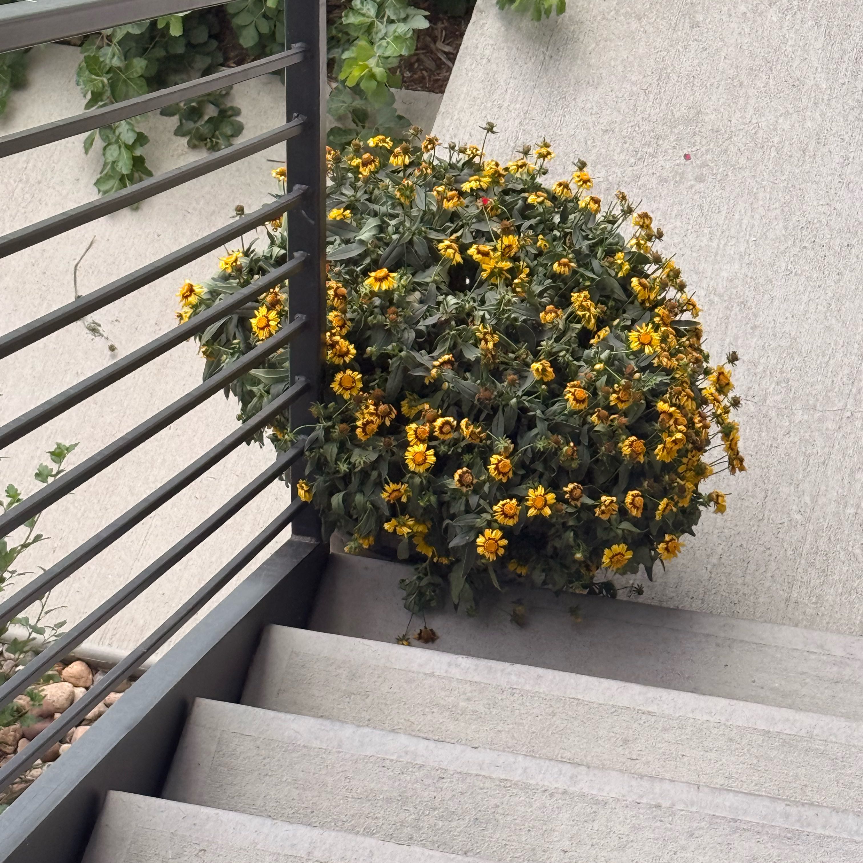 Photo of the plant species Blackeyed Susan by @TopdogSapote62 named Leaf Erickson on Greg, the plant care app