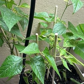 Photo of the plant species Common Bean by @ShinyBagpod43 named Sherlock on Greg, the plant care app