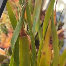 Photo of the plant species Aloe Yucca by @JuicyWaxivy56 named Zeus on Greg, the plant care app