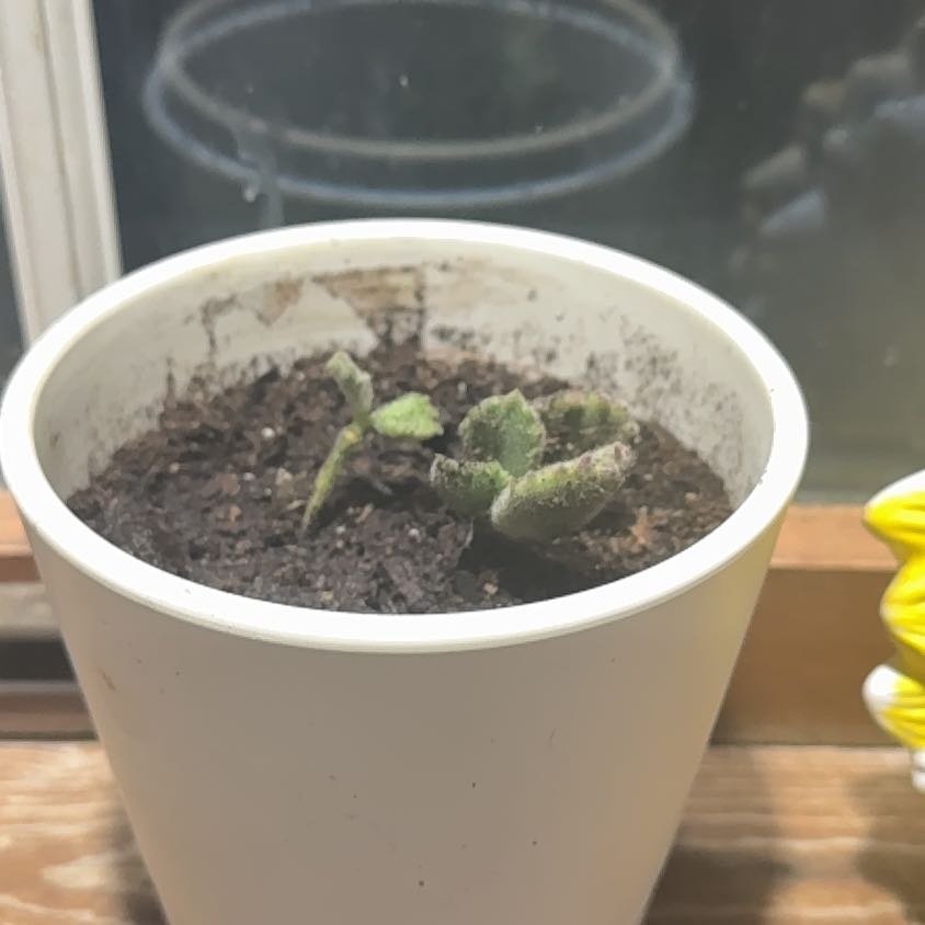 Photo of the plant species Cotyledon ladismithiensis 'Variegata' by @VipJuneplum9 named Gerald on Greg, the plant care app